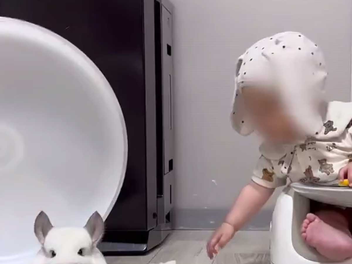 赤ちゃんとチンチラの画像