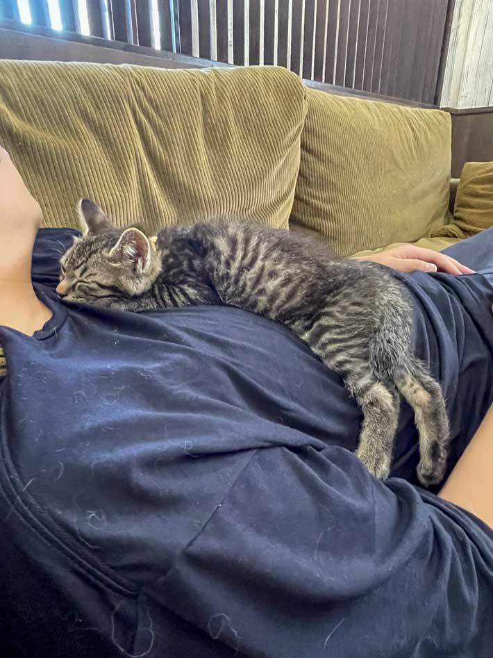 猫の画像