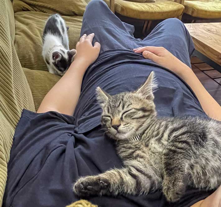 猫の画像