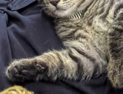 猫の画像