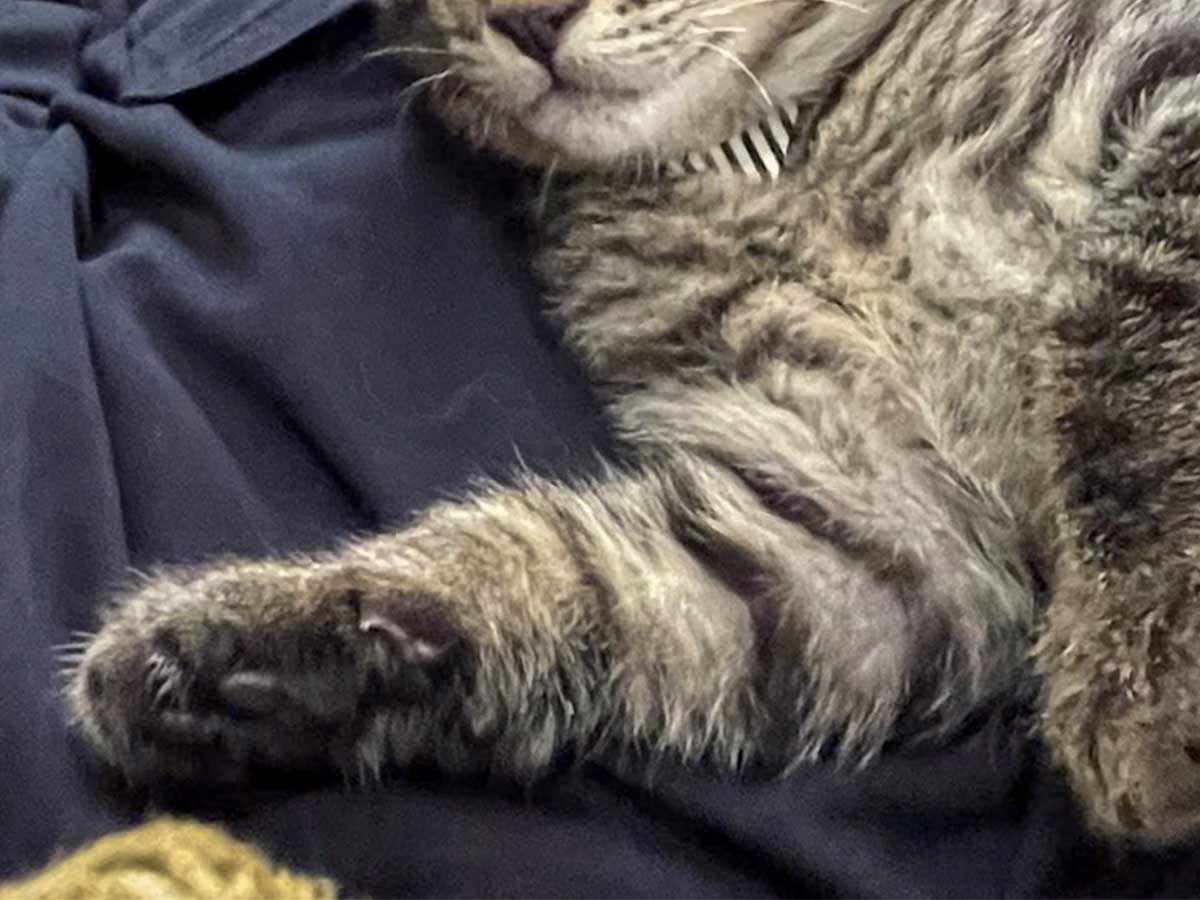 猫の画像