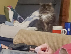 猫の写真