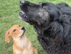 遠吠えをする黒い犬とそれを見ている子犬の写真