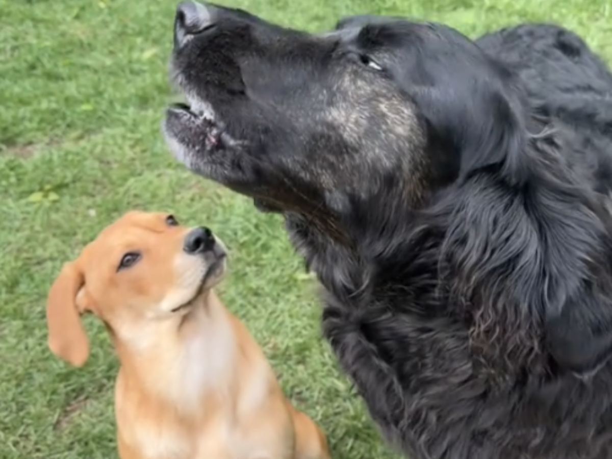 遠吠えをする黒い犬とそれを見ている子犬の写真
