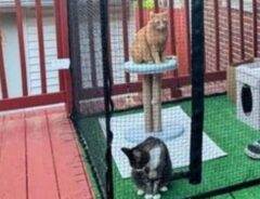 キャティオでくつろぐ２匹の猫の写真