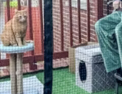 キャティオでくつろぐ猫の写真