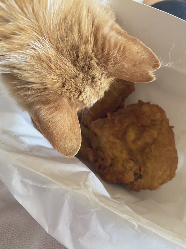 ケンタッキーのチキンを見る猫の写真