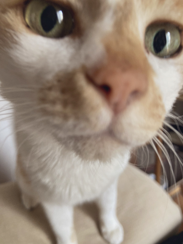 猫の写真