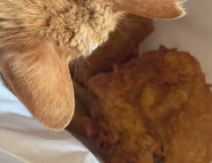 ケンタッキーのチキンを見る猫の写真
