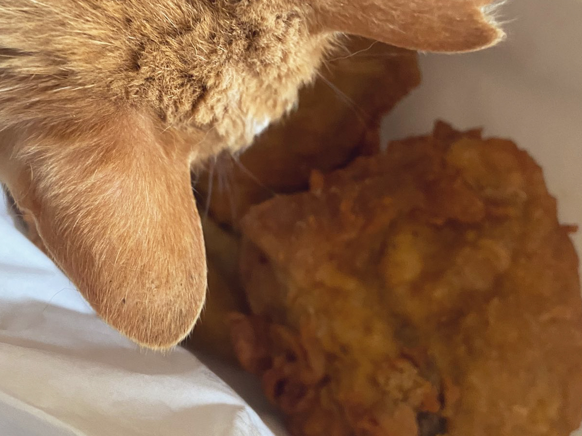 ケンタッキーのチキンを見る猫の写真