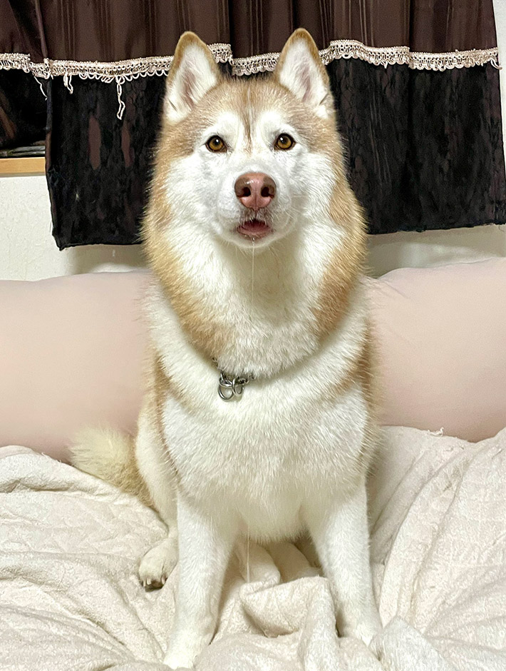 シベリアンハスキーのシャンテちゃん