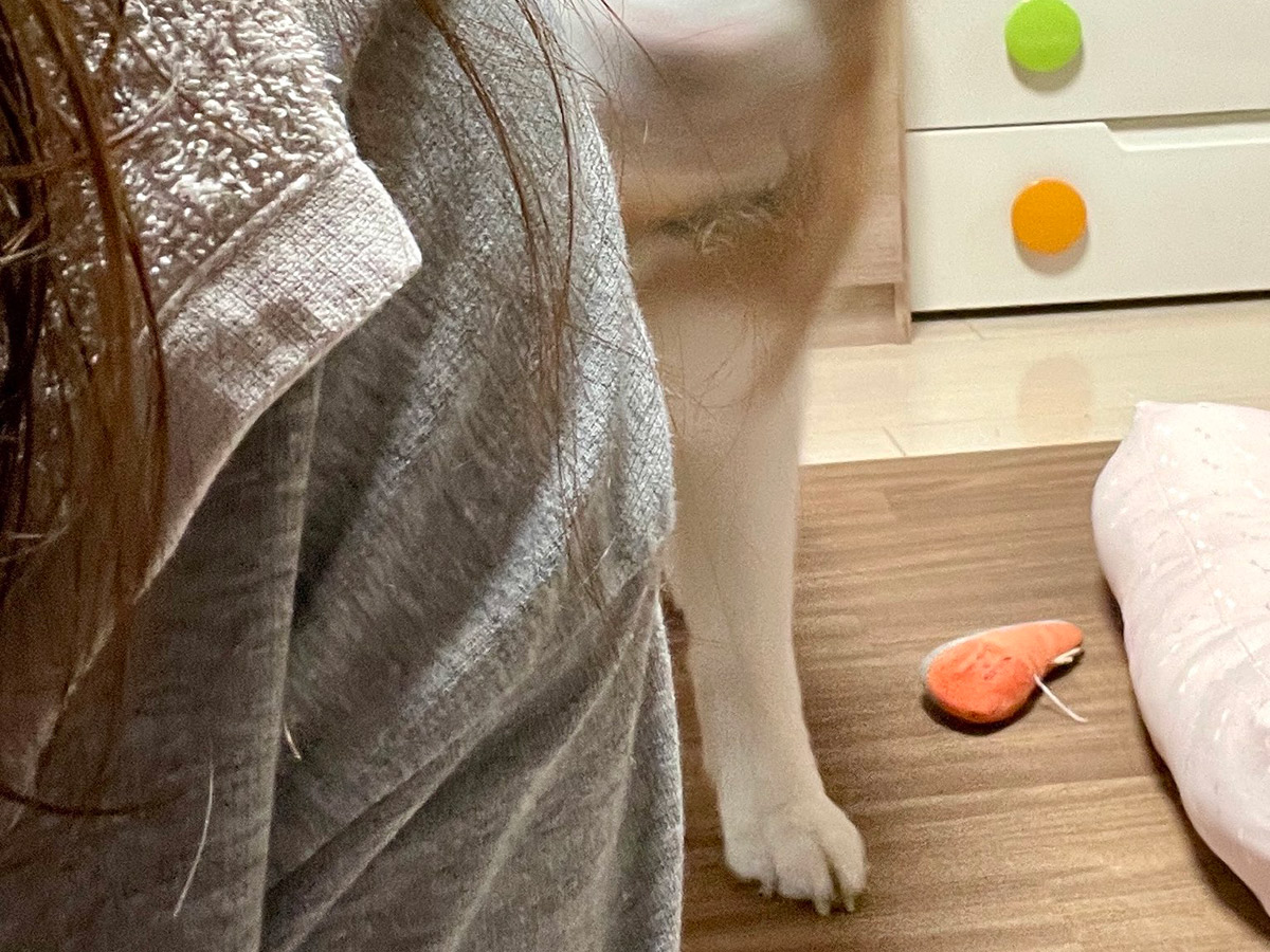 シベリアンハスキーのシャンテちゃん