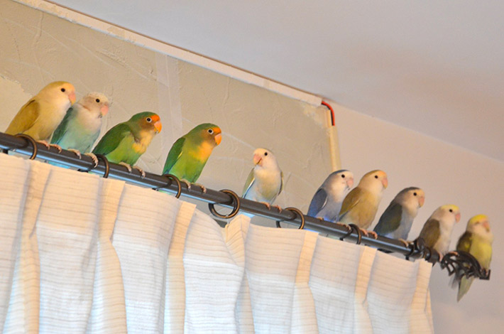 カーテンレールの上にいる、インコ