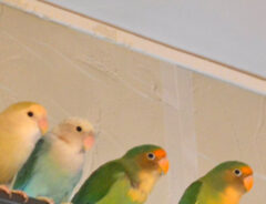 インコ