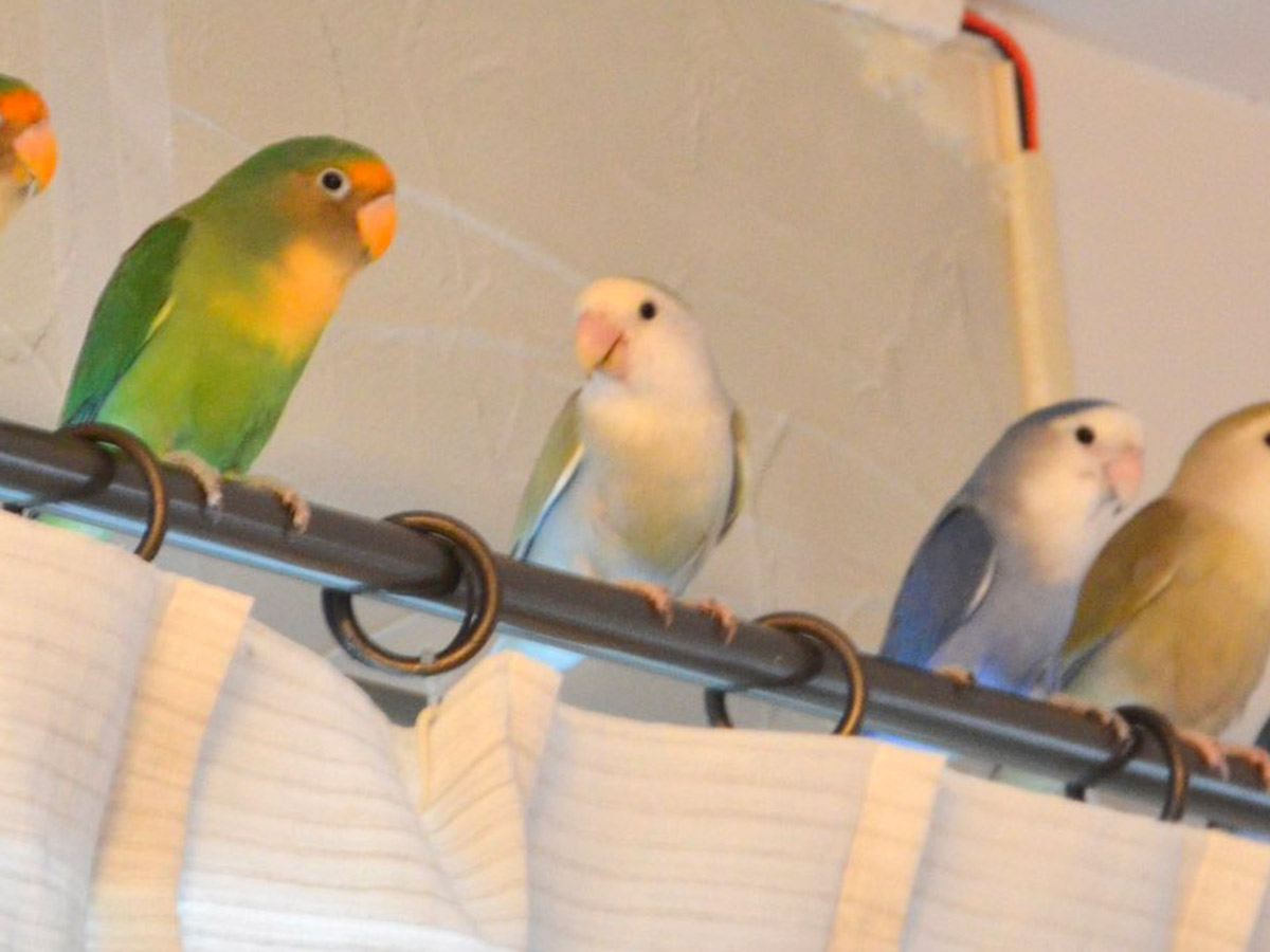 インコ