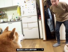 柴犬の写真