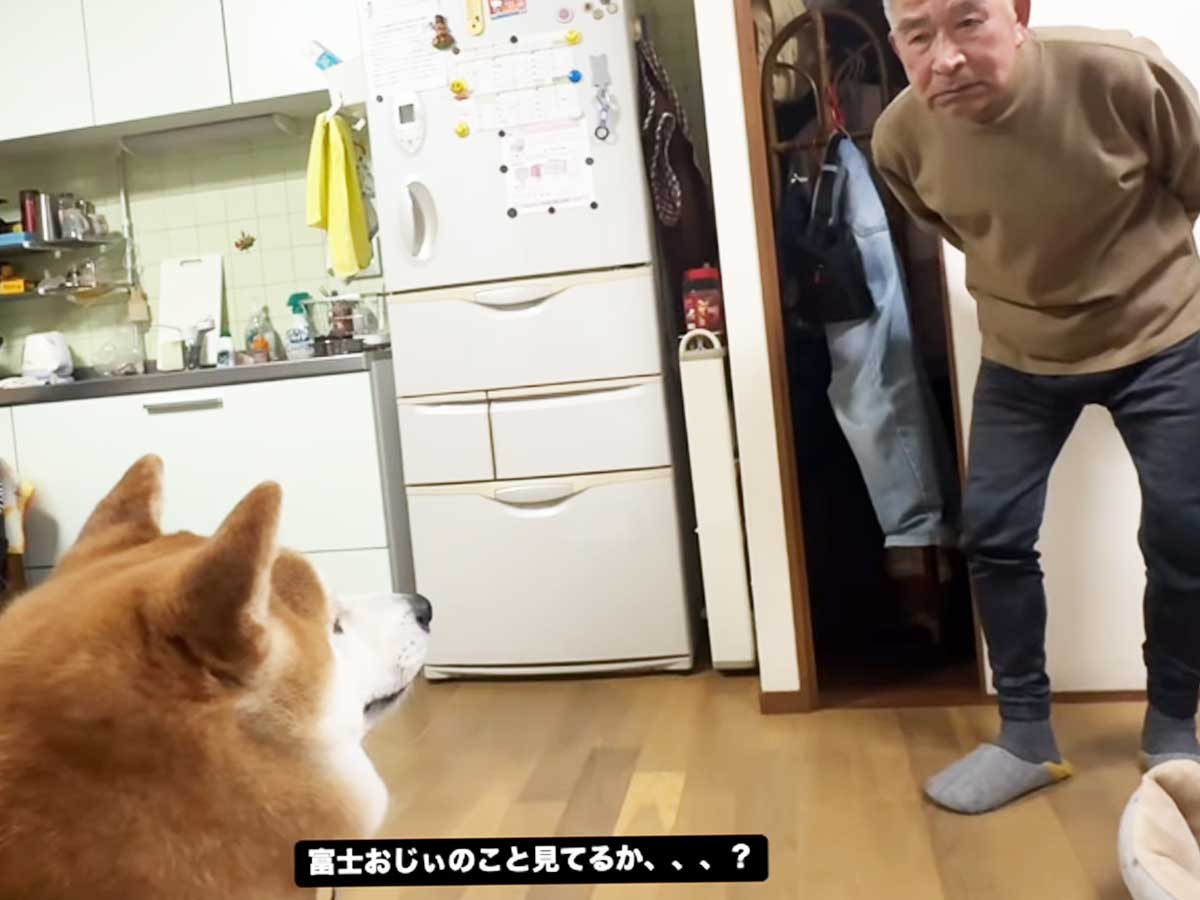 柴犬の写真