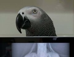 fatboyandteriyakibirdさんの投稿動画
