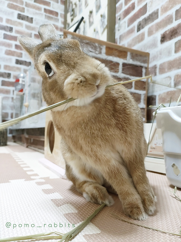 ウサギの写真
