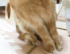 ウサギの写真
