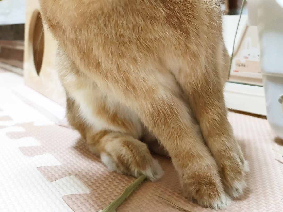 ウサギの写真