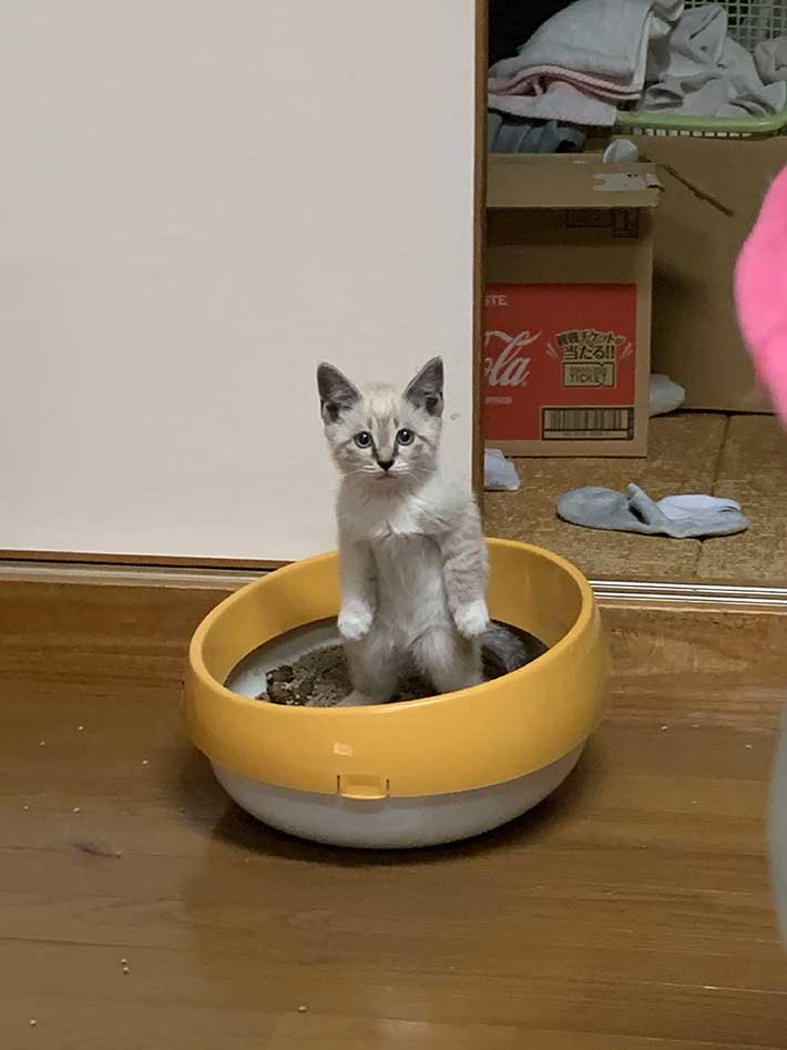 猫