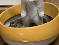 子猫