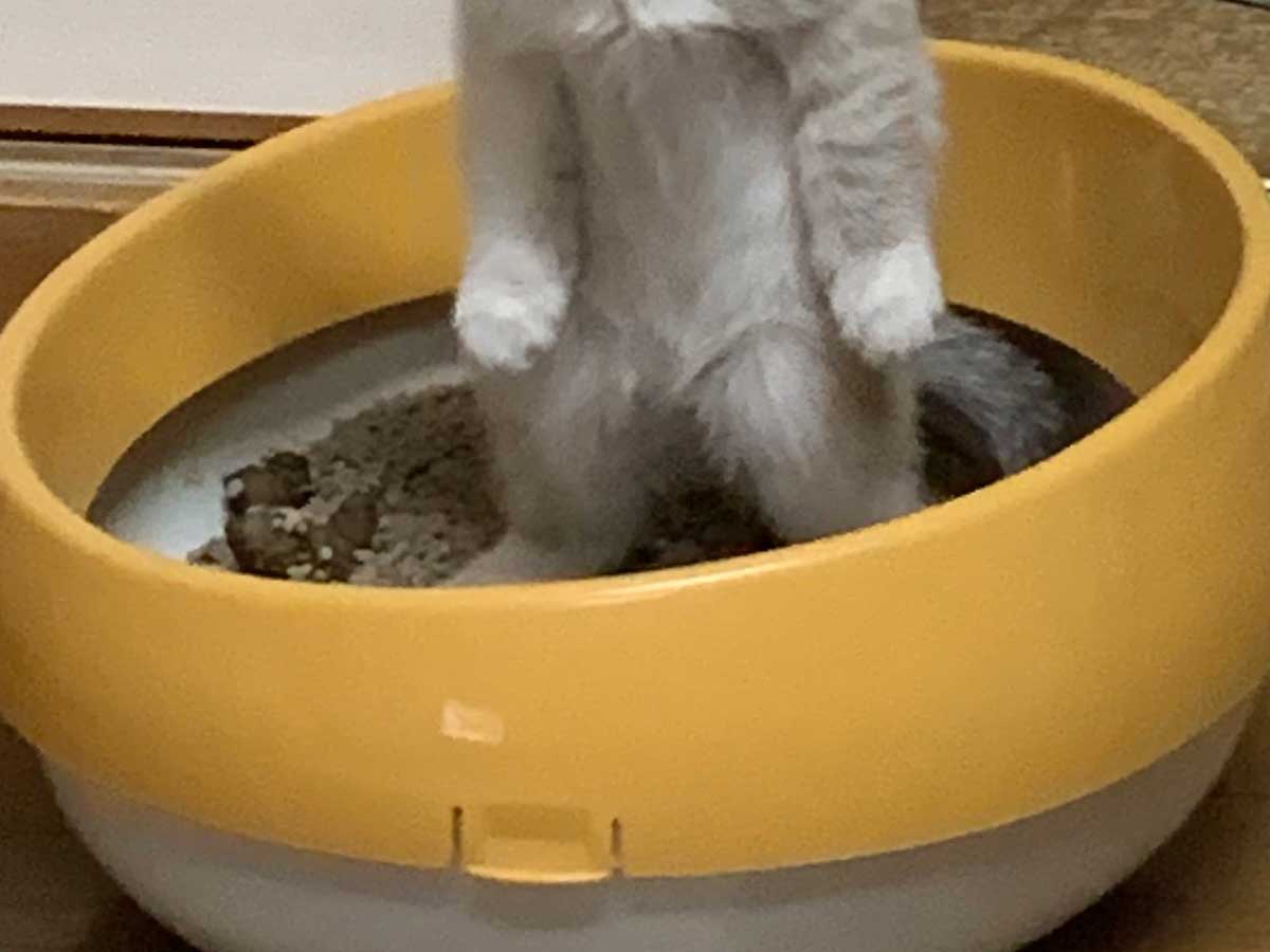 子猫