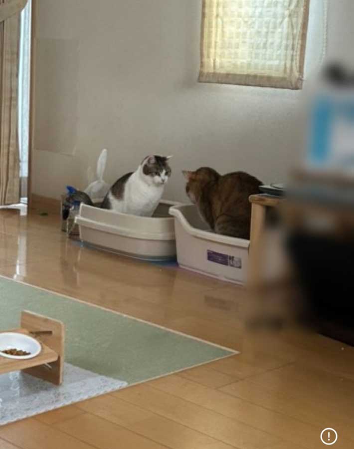 用を足す猫