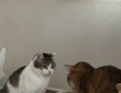 用を足す猫