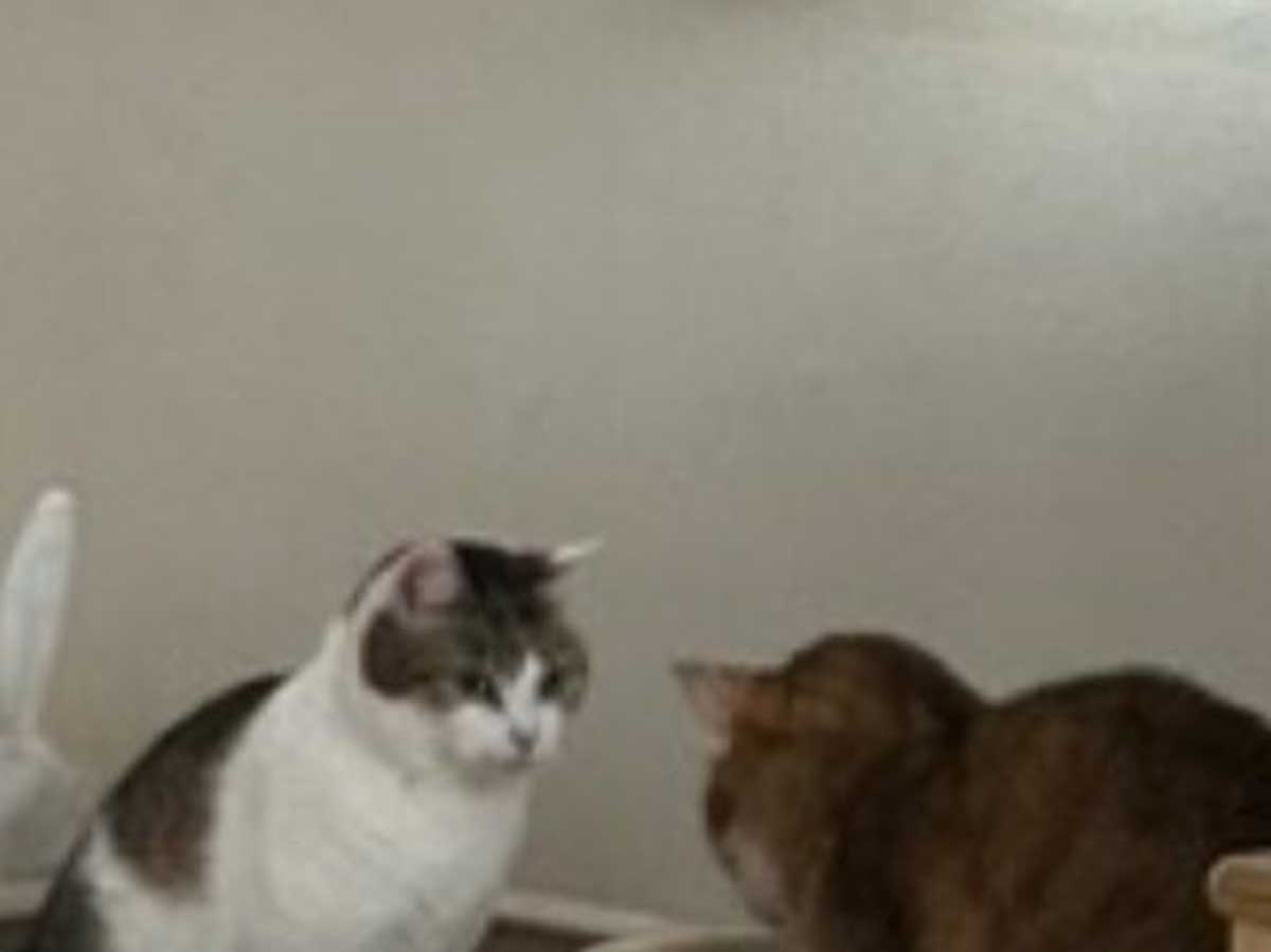 用を足す猫