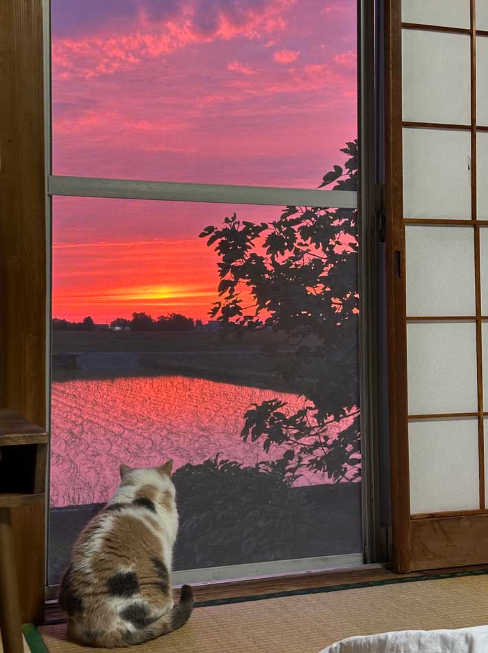 夕焼けを眺める猫