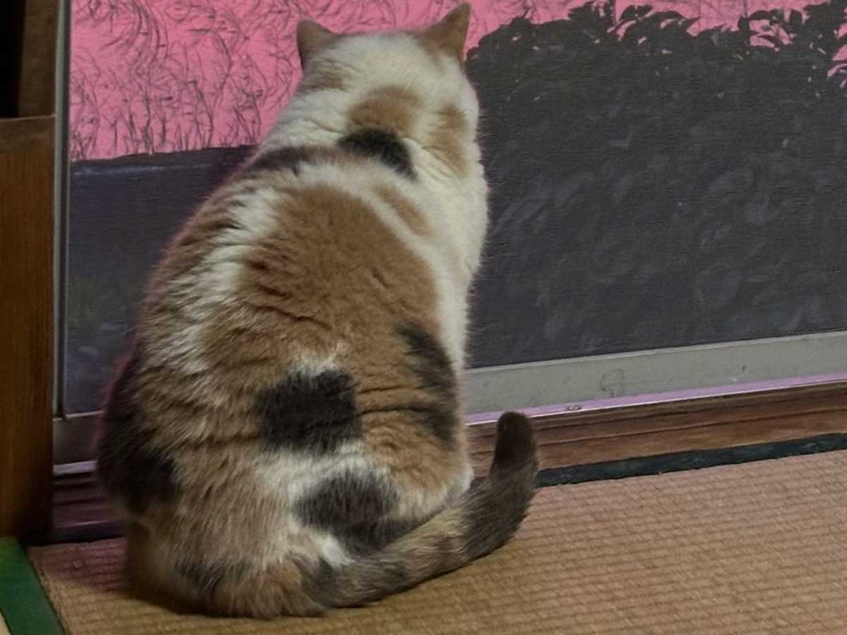 夕焼けの写真