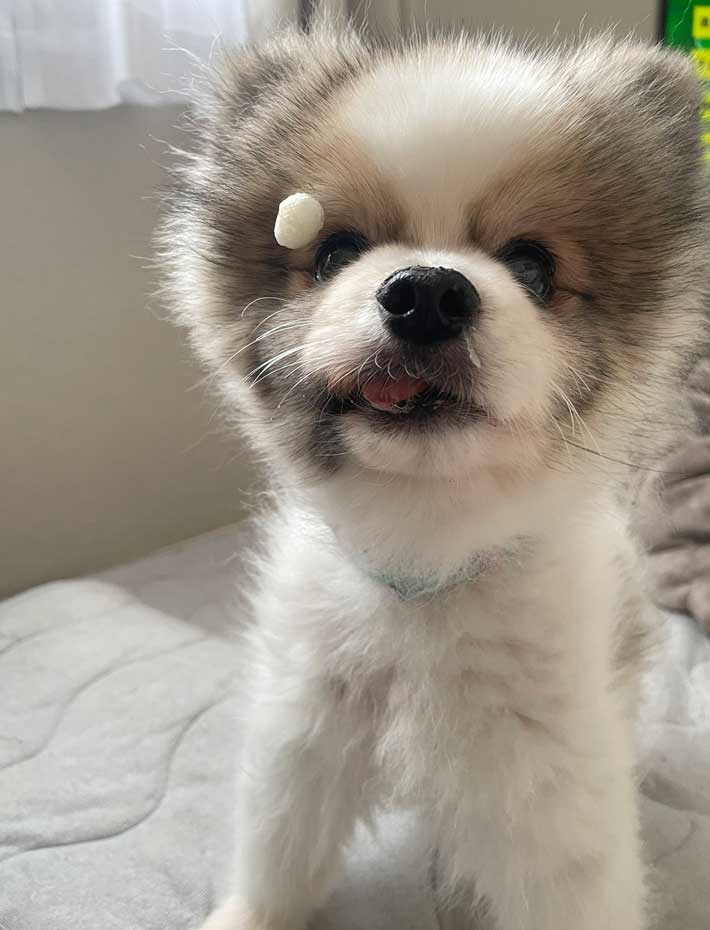 犬の写真