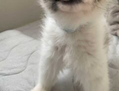 犬の写真