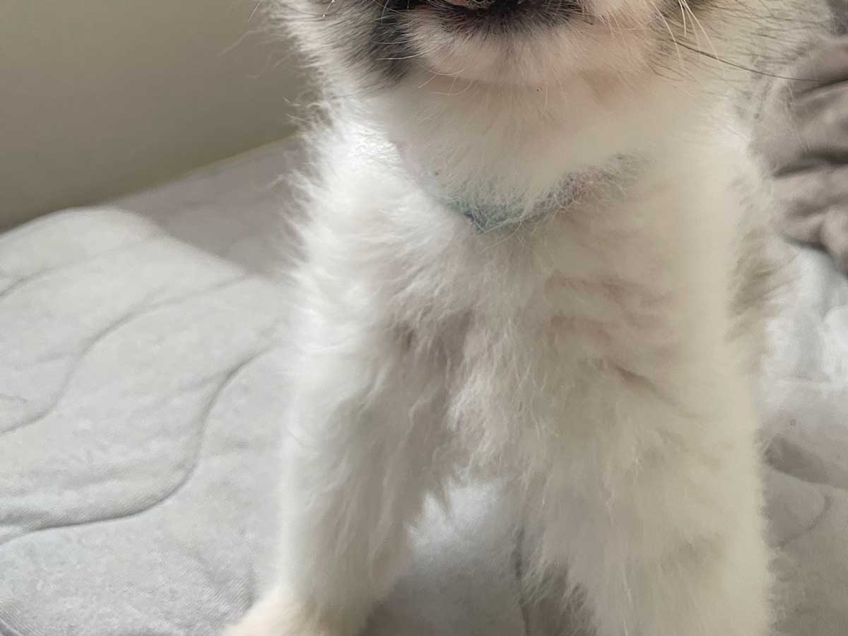 犬の写真