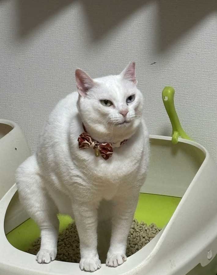 猫の写真