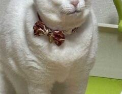 猫の写真