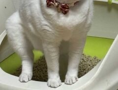 猫の写真