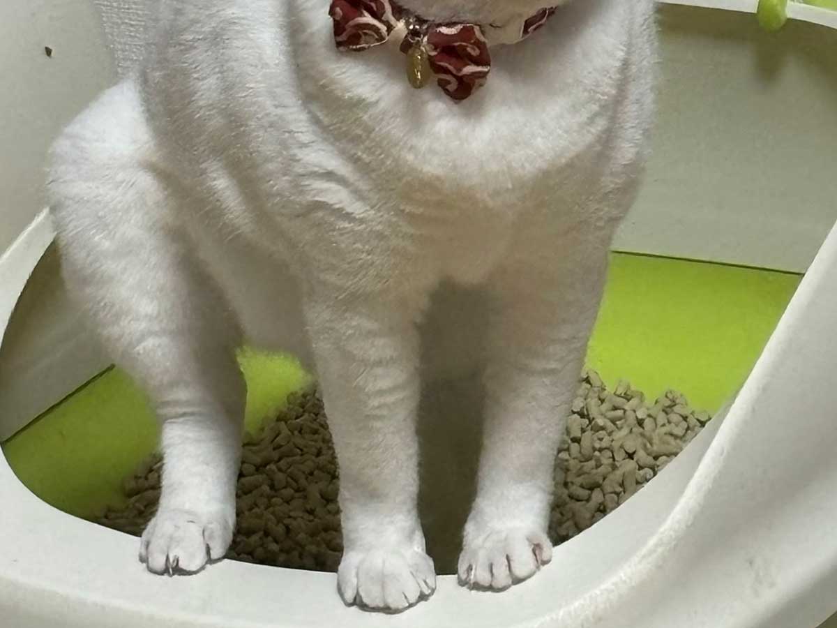 猫の写真