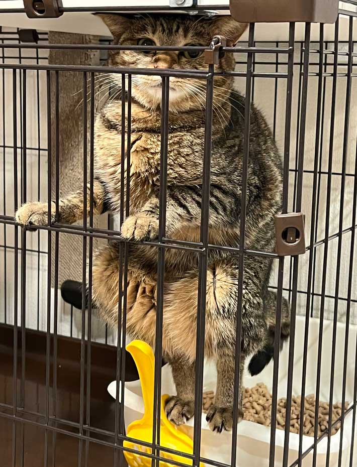 猫の写真