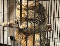 猫の写真