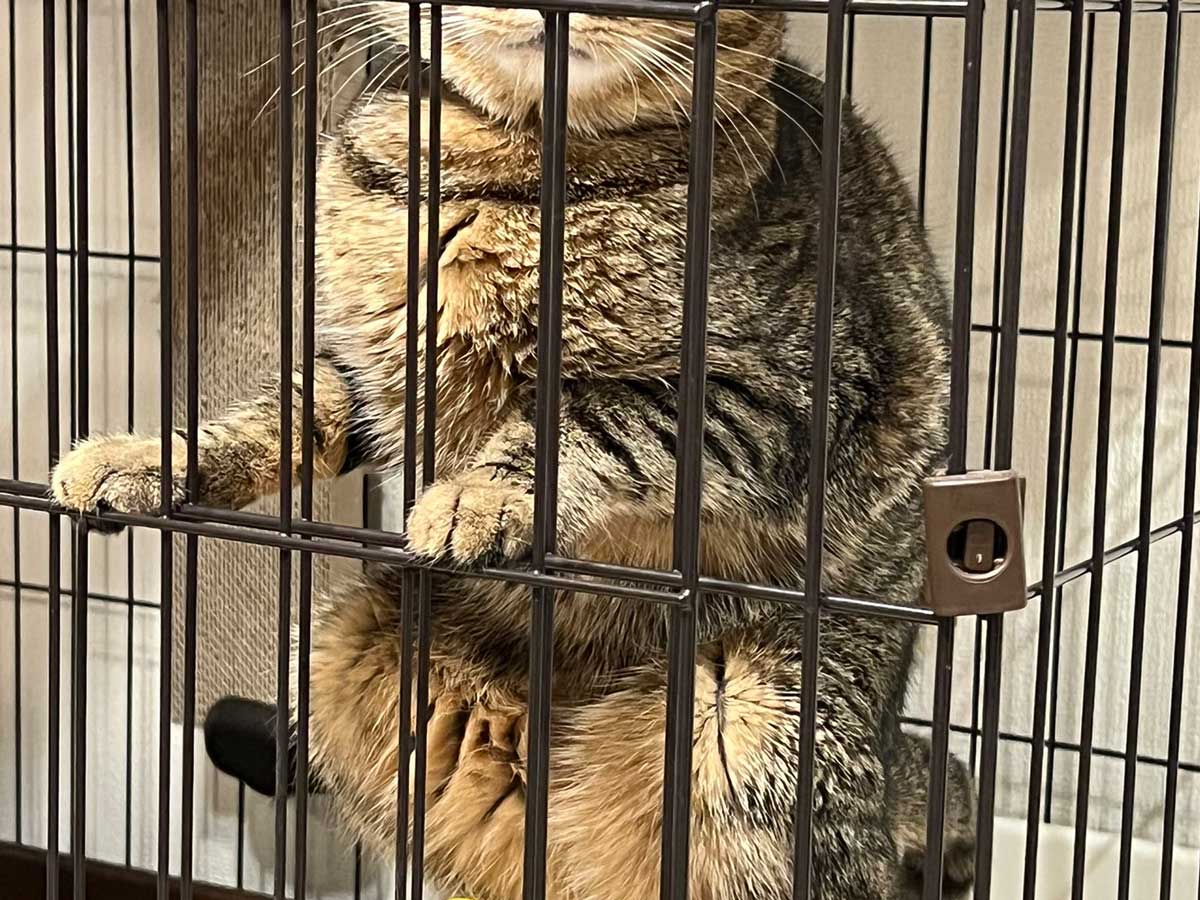 猫の写真