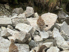 ライチョウの写真