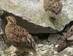 ライチョウの写真