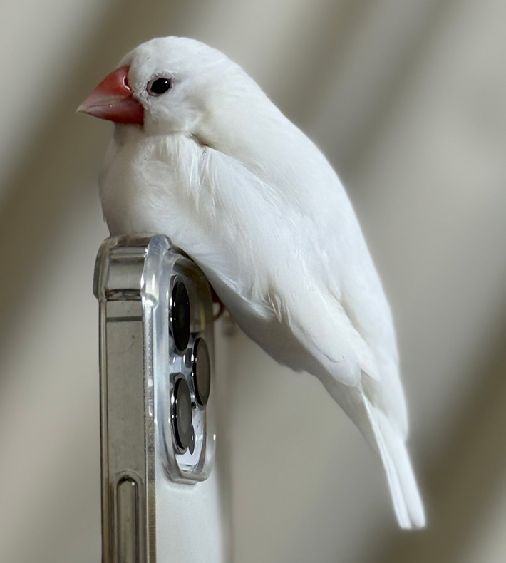 文鳥の写真