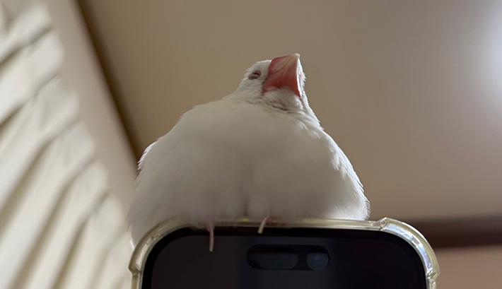文鳥の写真