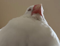 文鳥の写真