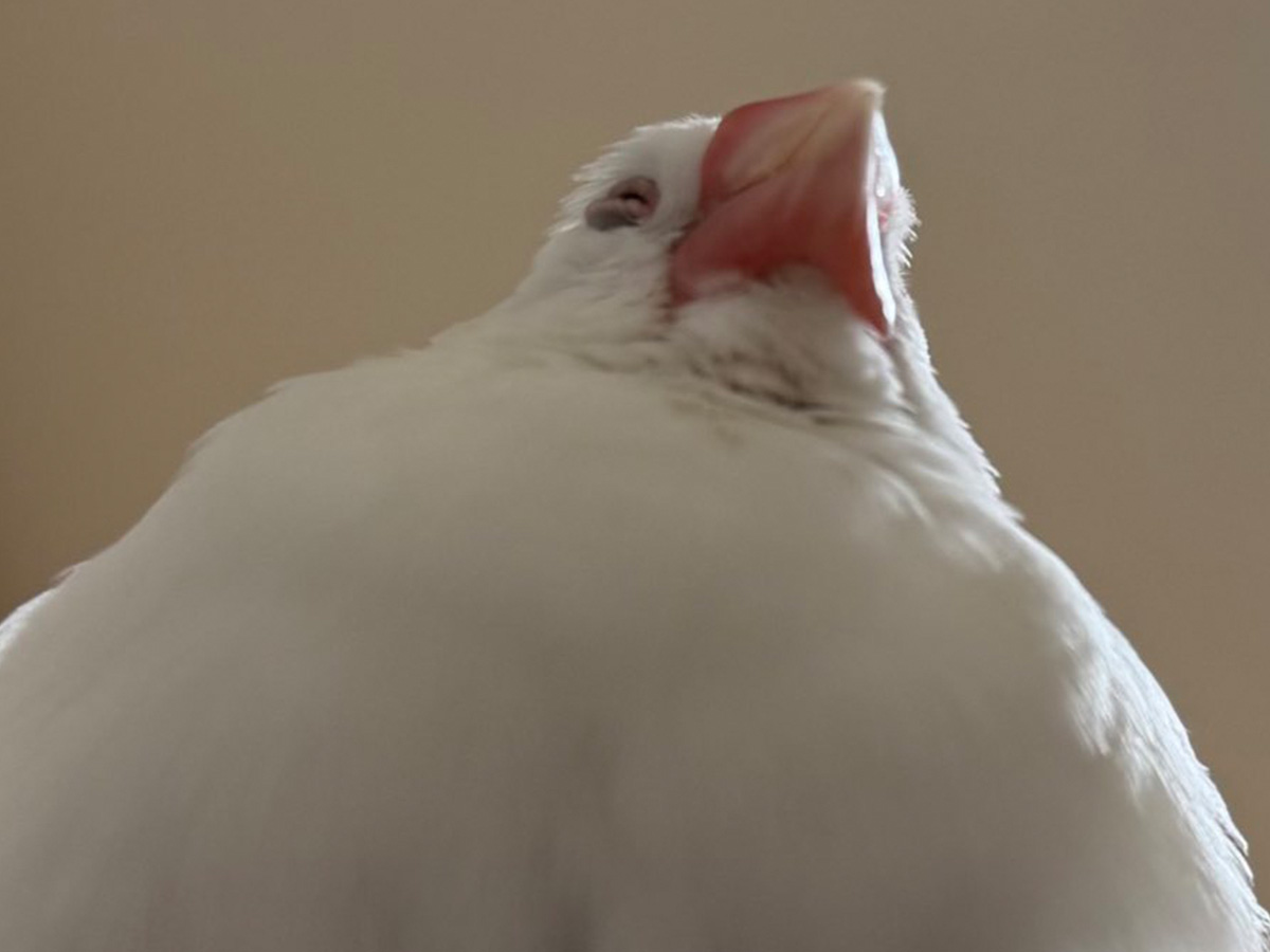 文鳥の写真