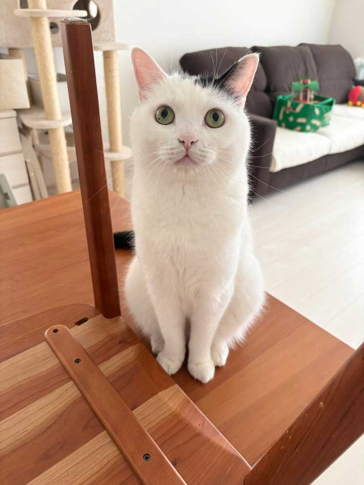 猫の画像